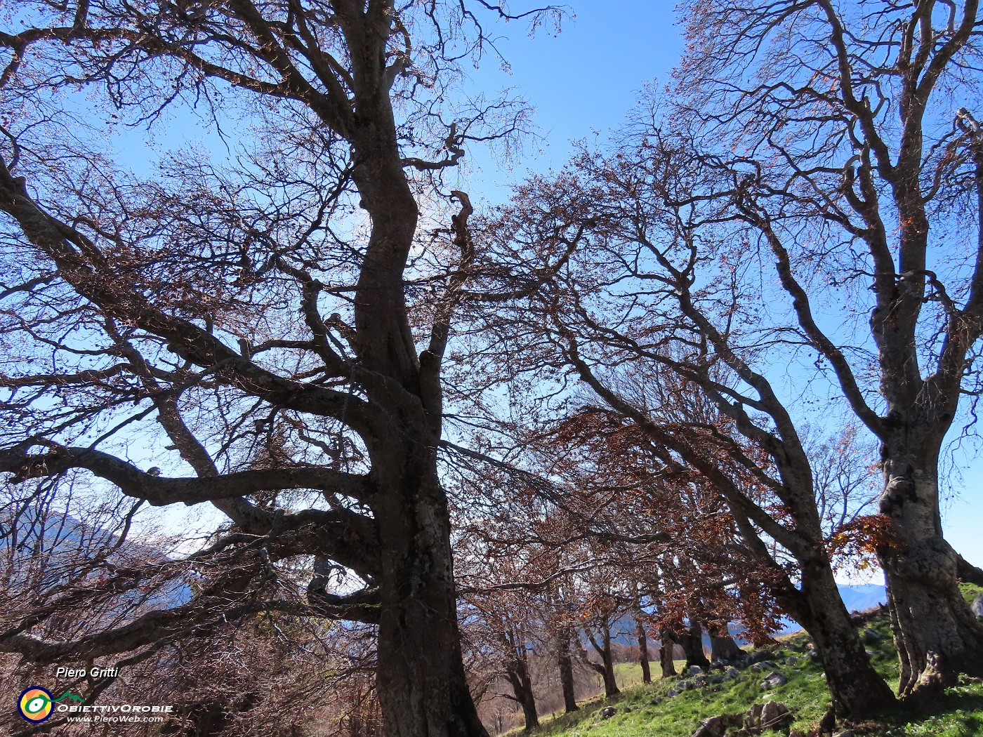 33 Faggi secolari del Menna.JPG